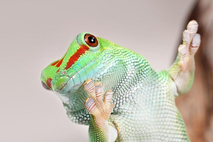 Gecko Grip: It’s Atomic (Really): asset-mezzanine-16x9