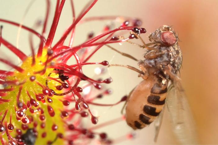 Cape Sundews Trap Bugs In A Sticky Situation: asset-mezzanine-16x9
