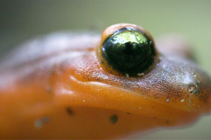 Ensatina Salamanders Are Heading For a Family Split: asset-mezzanine-16x9