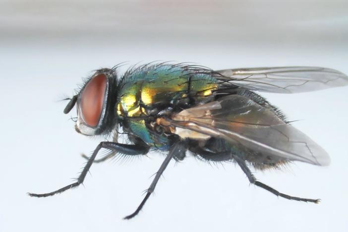 Here’s How That Annoying Fly Dodges Your Swatter: asset-mezzanine-16x9