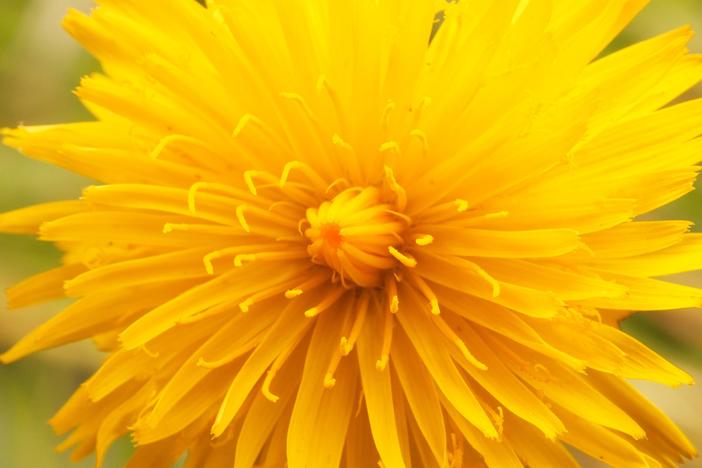 This is NOT a Dandelion.: asset-mezzanine-16x9