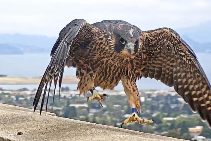 Watch These Peregrine Falcons Become Fierce Parents: asset-mezzanine-16x9