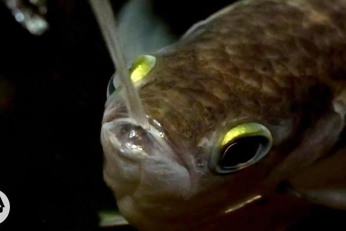Archerfish Says..."I Spit in Your Face!": asset-mezzanine-16x9