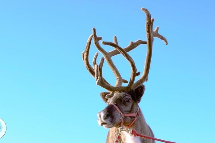 Why Reindeer and Their Cousins are Total Boneheads: asset-mezzanine-16x9