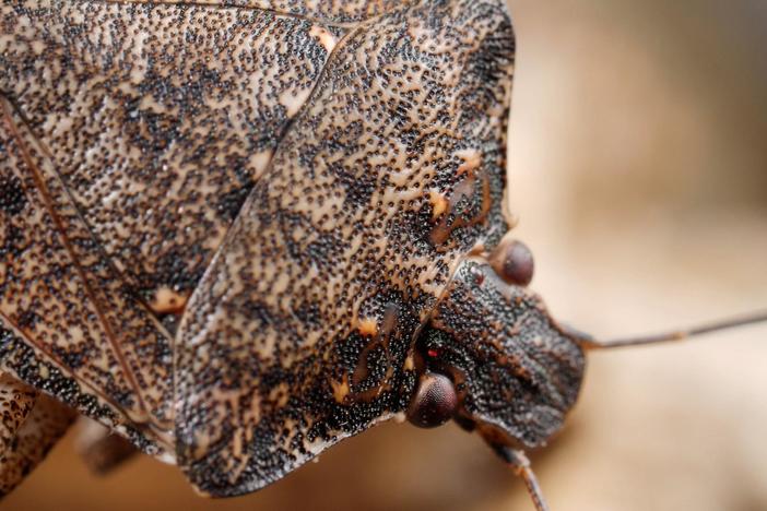 Samurai Wasps Say 'Smell Ya Later, Stink Bugs': asset-mezzanine-16x9
