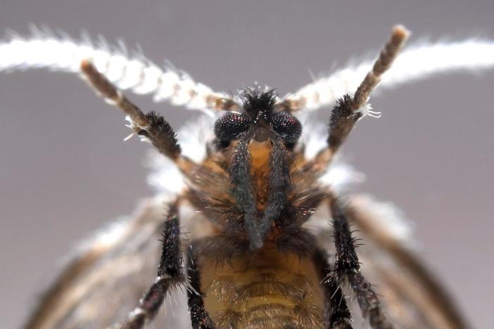 A Drain Fly’s Happy Place Is Down Your Pipes: asset-mezzanine-16x9