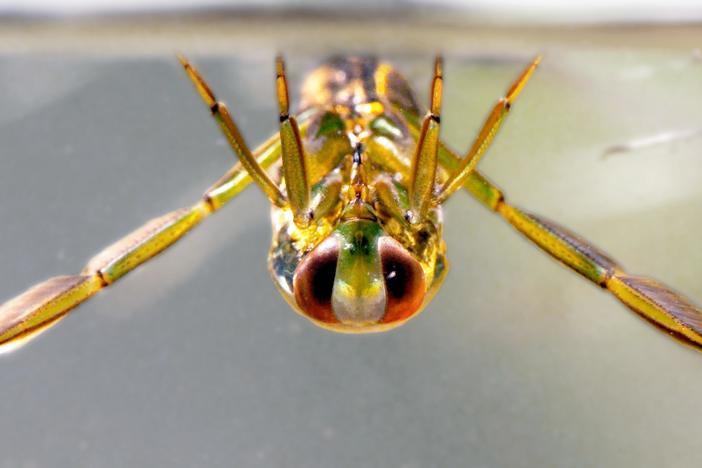 Backswimmer Insects Drag Prey Into the Upside Down: asset-mezzanine-16x9