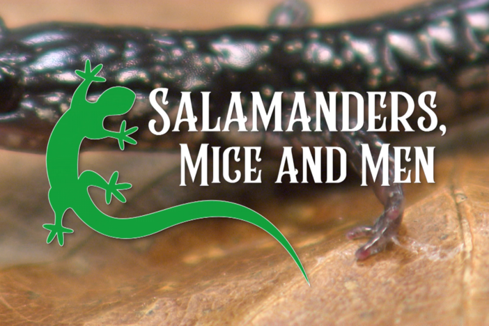 Salamanders, Mice and Men: asset-mezzanine-16x9