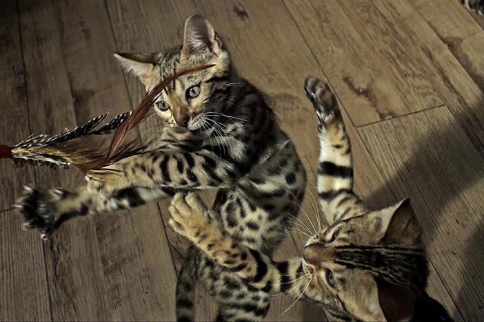 Pets: Wild at Heart | Episode 1| Playful Creatures: asset-mezzanine-16x9