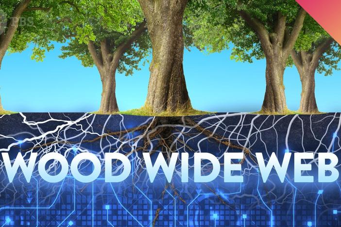 Why do Trees Talk to Each Other?: asset-mezzanine-16x9
