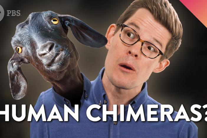Could You Be a Chimera?: asset-mezzanine-16x9