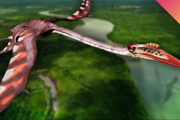 How Did Giant Pterosaurs Fly?: asset-mezzanine-16x9