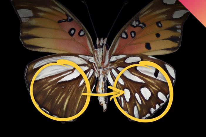 Using Gene Editing To Repaint Butterfly Wings: asset-mezzanine-16x9