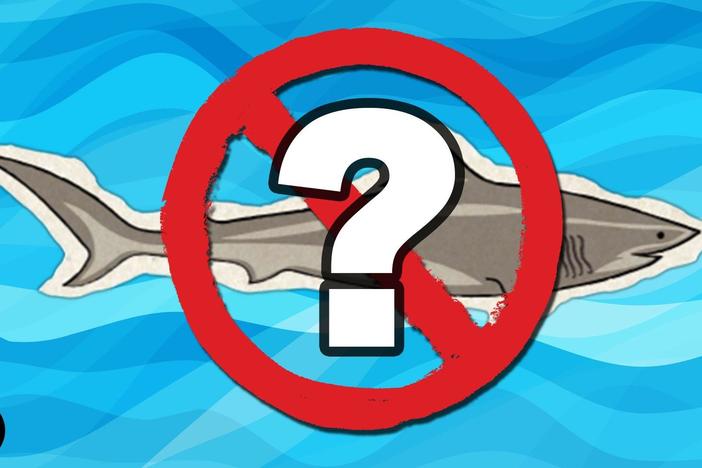 What If There Were No Sharks?: asset-mezzanine-16x9