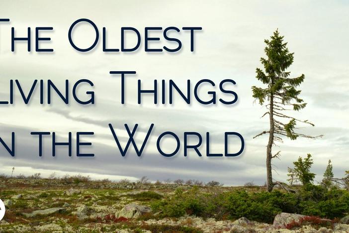 The Oldest Living Things In The World: asset-mezzanine-16x9