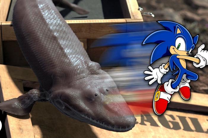 Sonic the Hedgehog Is Why You Have Thumbs!: asset-mezzanine-16x9