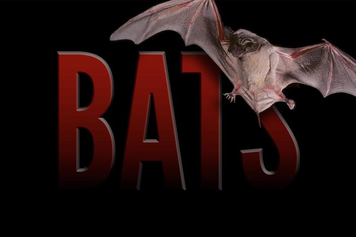 Bats: Guardians of the Night: asset-mezzanine-16x9