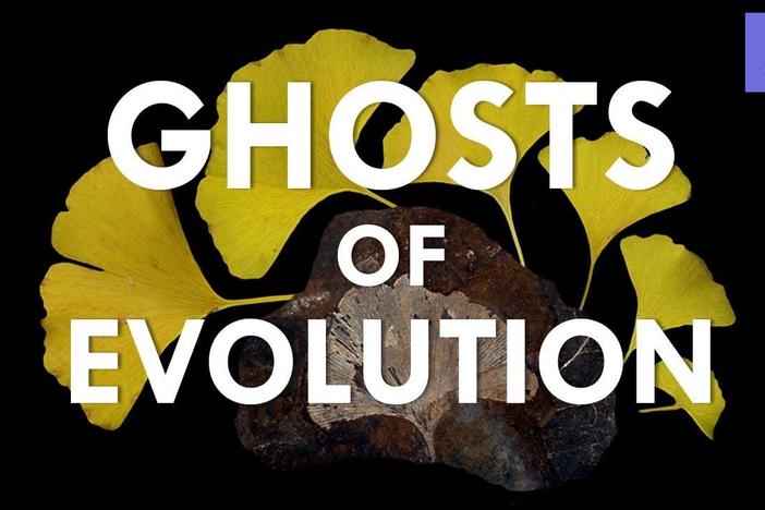 Ghosts of Evolution: asset-mezzanine-16x9
