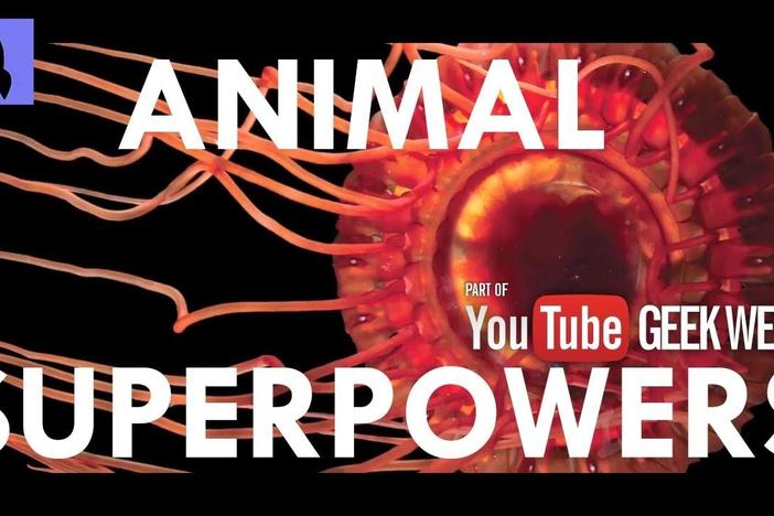 Nature's Most Amazing Animal Superpowers: asset-mezzanine-16x9