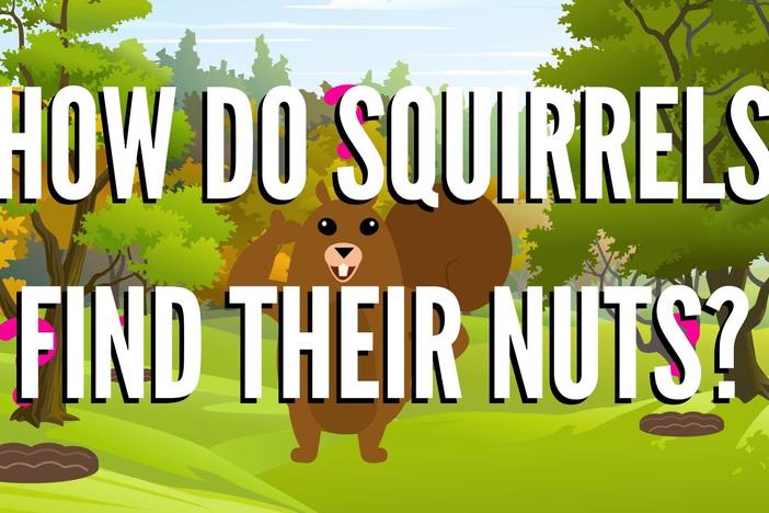 How Do Squirrels Find Their Nuts?: asset-mezzanine-16x9
