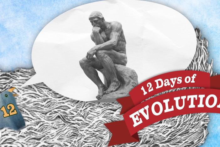 Does Evolution Have a Point? 12 Days of Evolution #12: asset-mezzanine-16x9