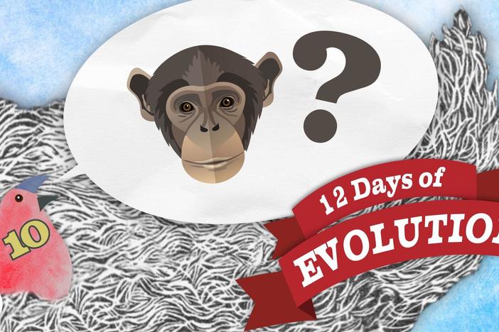 Why Are There Still Monkeys? - 12 Days of Evolution #10: asset-mezzanine-16x9