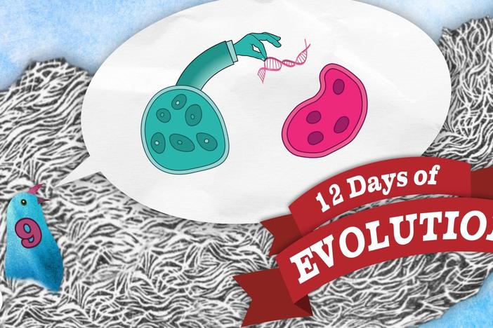 Can Evolution Create Information? - 12 Days of Evolution #9: asset-mezzanine-16x9