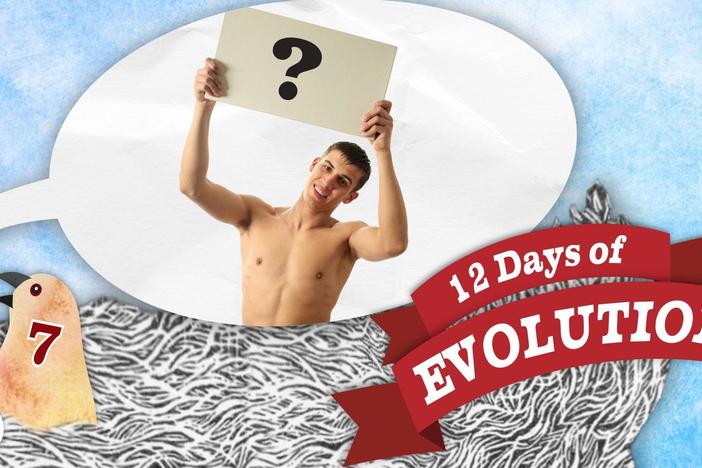 Why Do Men Have Nipples? - 12 Days of Evolution #7: asset-mezzanine-16x9