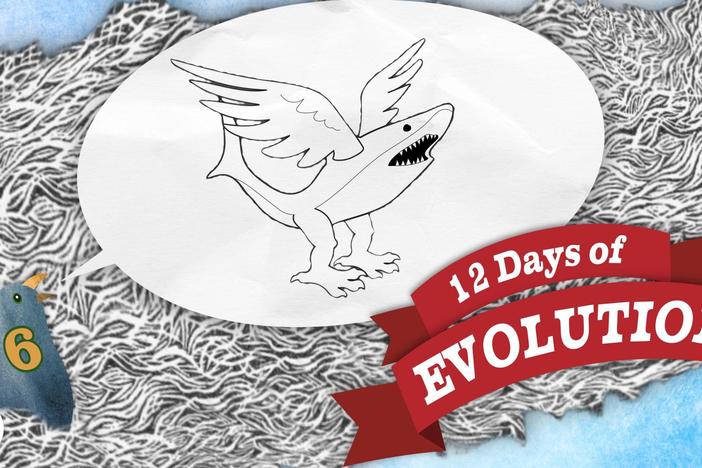 Evolution Is Dumb - 12 Days of Evolution #6: asset-mezzanine-16x9
