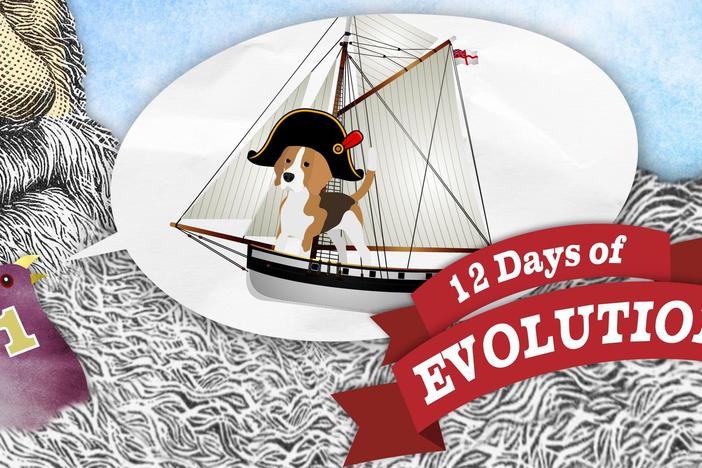 What Is Evolution, Anyway? - 12 Days of Evolution #1: asset-mezzanine-16x9