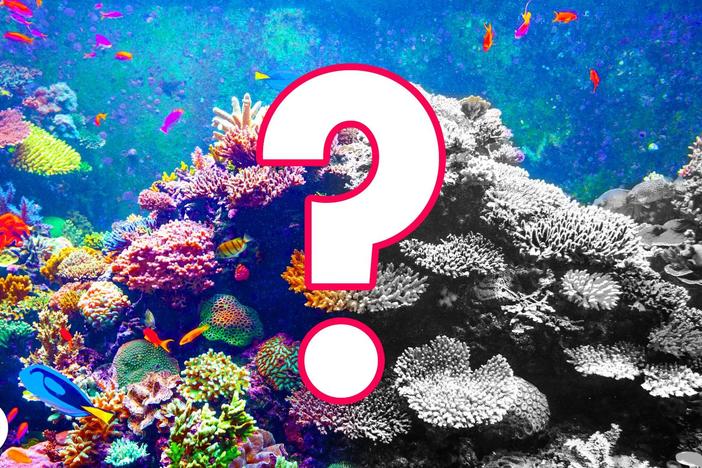 Can Coral Reefs Survive Climate Change? #OursToLose: asset-mezzanine-16x9