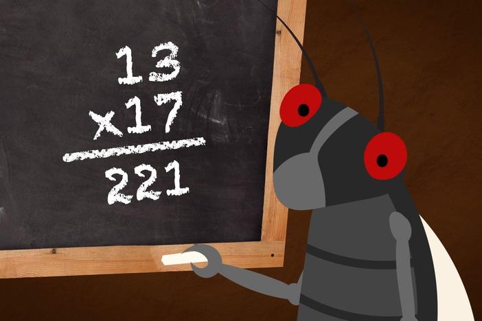 Why Are Cicadas So Good At Math?: asset-mezzanine-16x9
