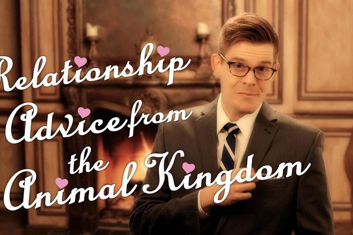 Relationship Advice from the Animal Kingdom: asset-mezzanine-16x9