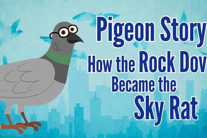 Pigeon Story: How the Rock Dove Became the Sky Rat: asset-mezzanine-16x9
