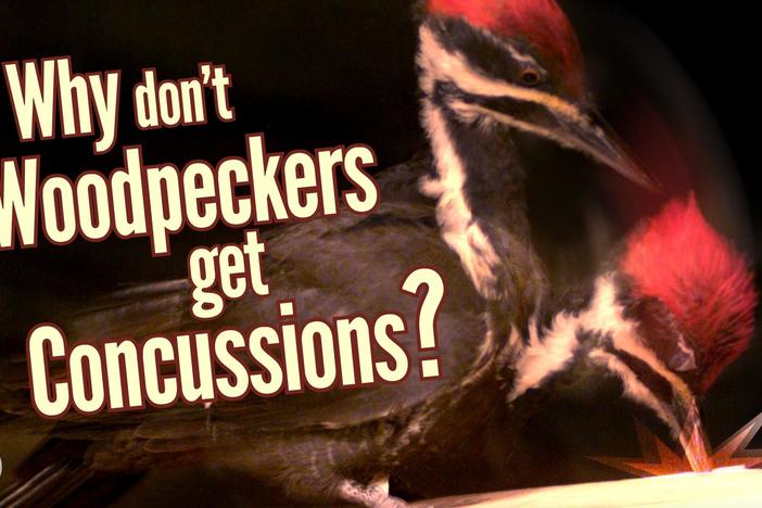 Why Don’t Woodpeckers Get Concussions?: asset-mezzanine-16x9