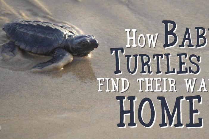 How Baby Sea Turtles Find Their Way Home: asset-mezzanine-16x9