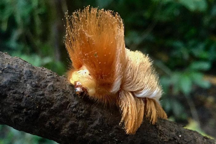 This Rainforest Caterpillar Looks Like Donald Trump: asset-mezzanine-16x9