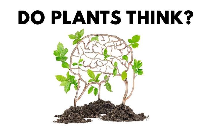 Do Plants Think?: asset-mezzanine-16x9