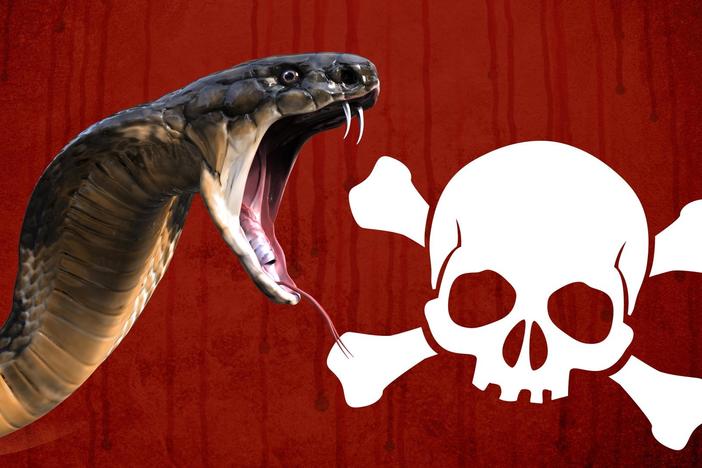 Why Are Some Animals Venomous?: asset-mezzanine-16x9