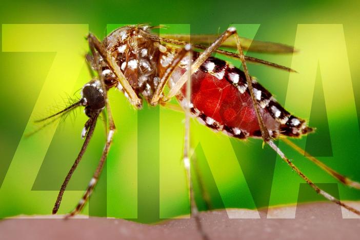 Where Did Zika Come From?: asset-mezzanine-16x9