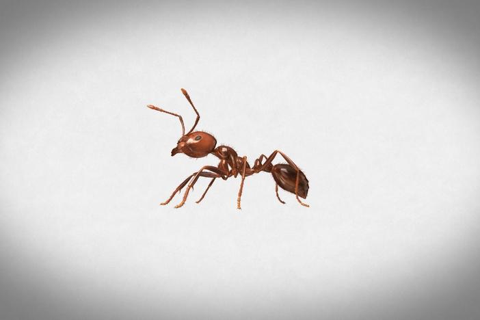 How These Ants Took Over the U.S: asset-mezzanine-16x9
