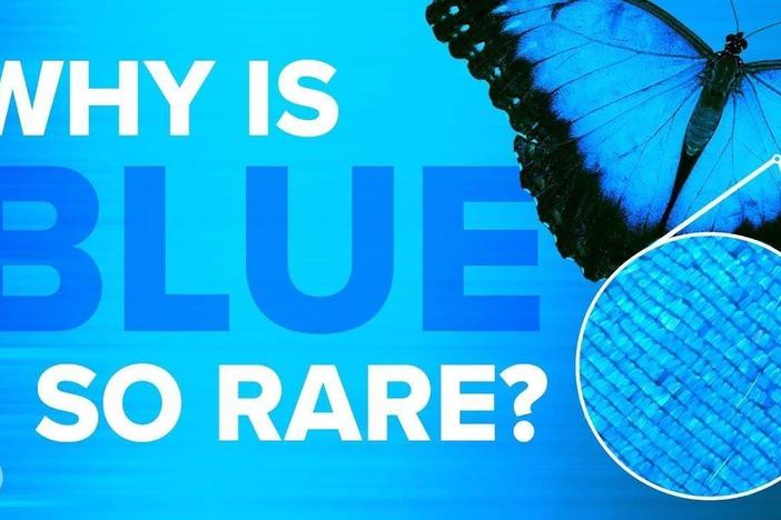Why Is Blue So Rare In Nature?: asset-mezzanine-16x9