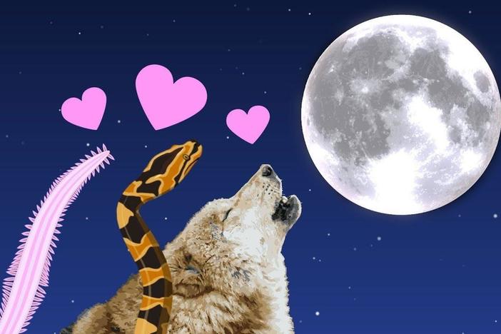 The Romantic Lure of Moonlight: asset-mezzanine-16x9