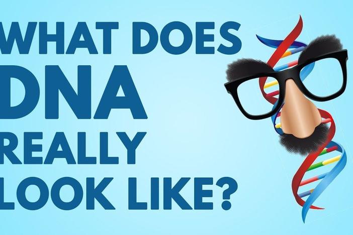 DNA Doesn’t Look Like What You Think!: asset-mezzanine-16x9