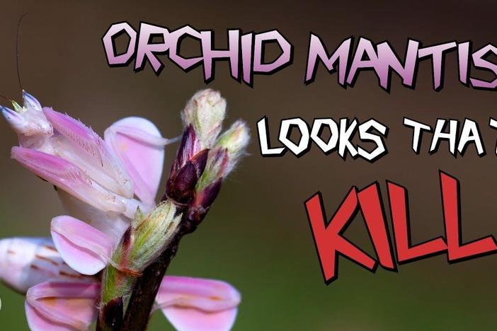 Orchid Mantis: Looks That Kill: asset-mezzanine-16x9