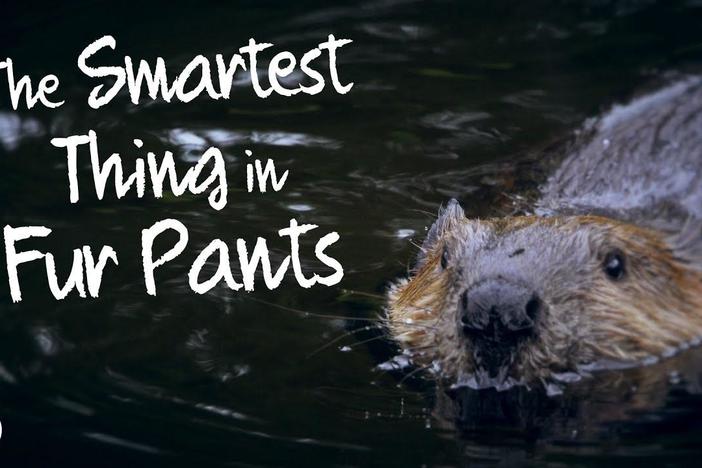 Beavers: The Smartest Things in Fur Pants: asset-mezzanine-16x9