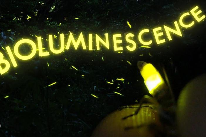 Why Do Fireflies Have Blinky Bottoms?: asset-mezzanine-16x9