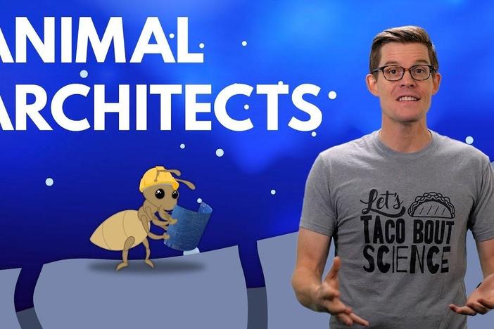 How Ingenious Animals Have Engineered Air Conditioning: asset-mezzanine-16x9