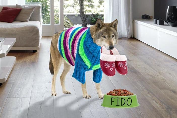 Dogs and Humans: A 30,000-Year Friendship (ft. MinuteEarth): asset-mezzanine-16x9