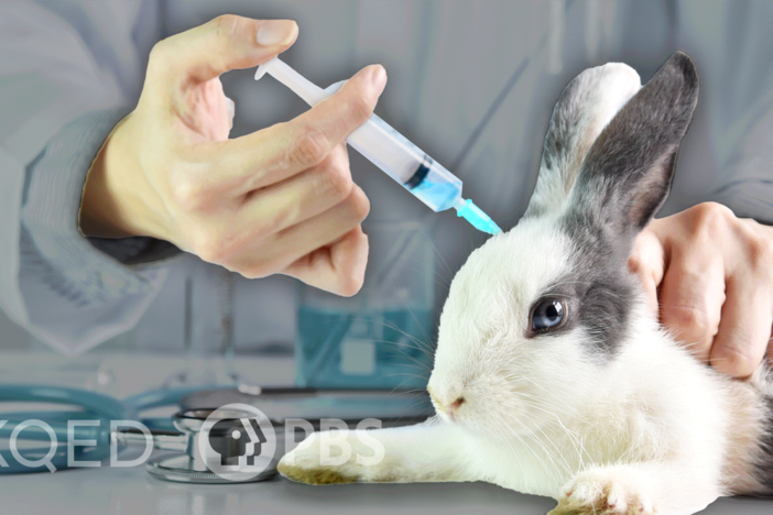 Why Are We Still Using Animals For Medical Research?: asset-mezzanine-16x9